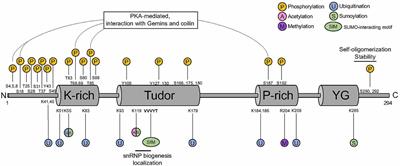 SMN post-translational modifications in spinal muscular atrophy
